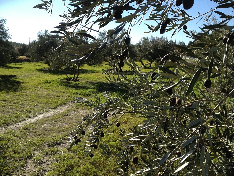 Jaén, líder mundial en la producción de aceite de oliva